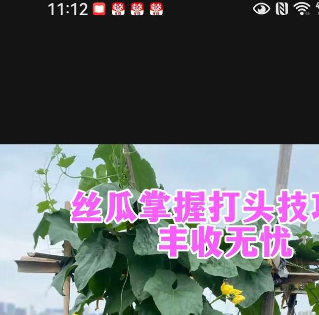 抖音爆火的樱桃丝瓜绿巨人黄瓜免费教程，三步打造家庭菜园新标杆